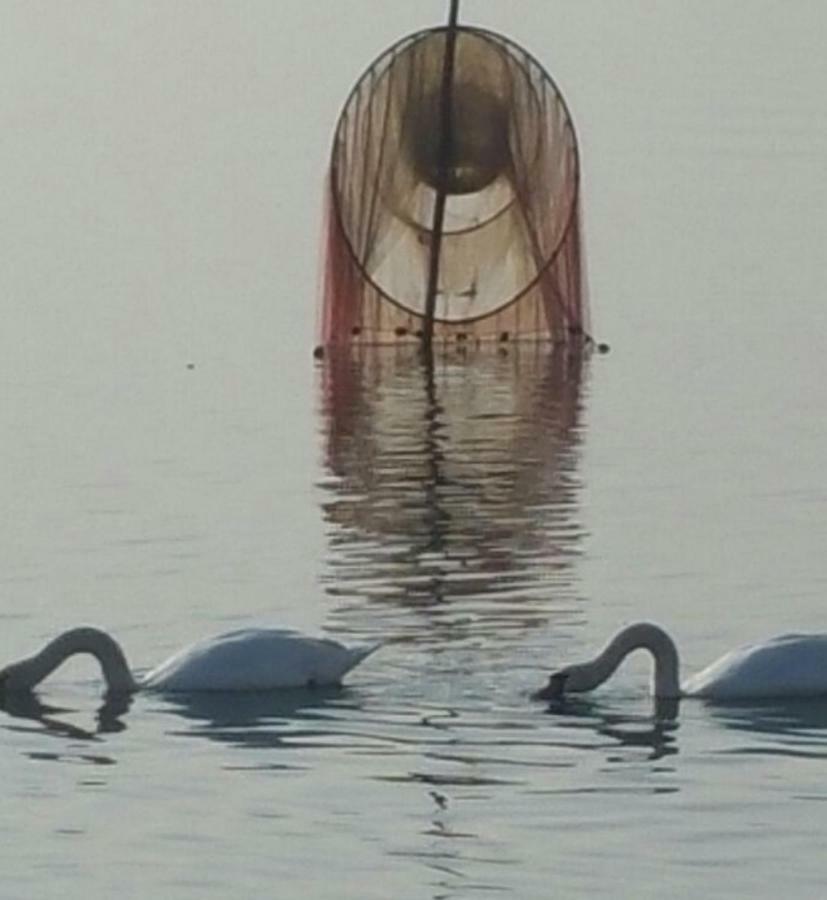 I Tulipani Di Anna Διαμέρισμα Castiglione del Lago Εξωτερικό φωτογραφία